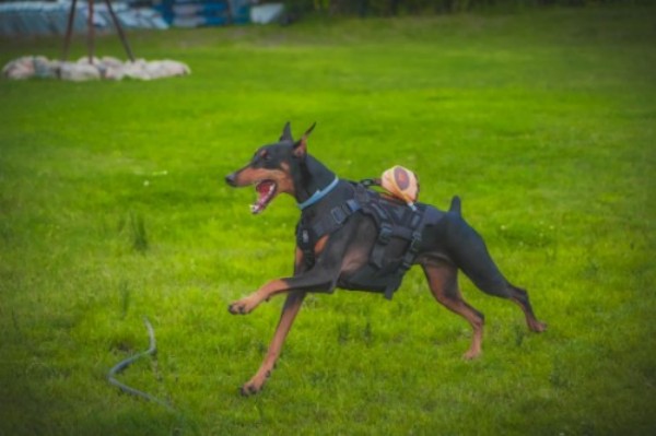 丝路有宠---让携宠旅游成为文旅市场新亮点