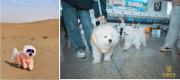 丝路有宠---让携宠旅游成为文旅市场新亮点
