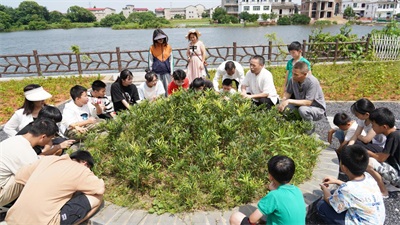 探寻余门医派中医老字号土将军膏药穴位敷贴技术百年传承的历史