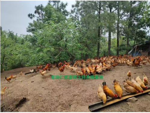 喜迎两会特别报道 生态养殖赋能乡村振兴：湖北乡土优品的“土鸡”突围之路