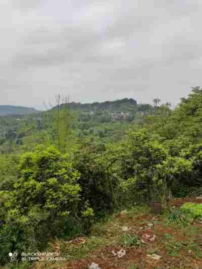 彰显中国榜样 特别报道当代易学泰斗---李春