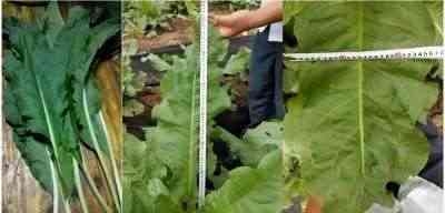 全国两会重点推荐 广东神龙食叶草农业有限公司董事长---孔岩