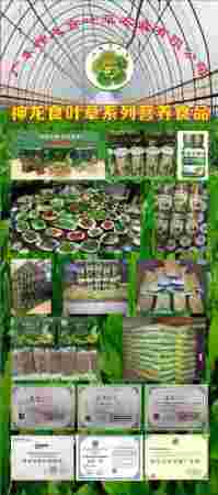 全国两会重点推荐 广东神龙食叶草农业有限公司董事长---孔岩