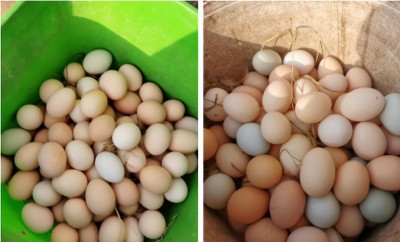 湖北乡土优品生态农业开发公司创始人陈勇军